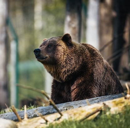bear image
