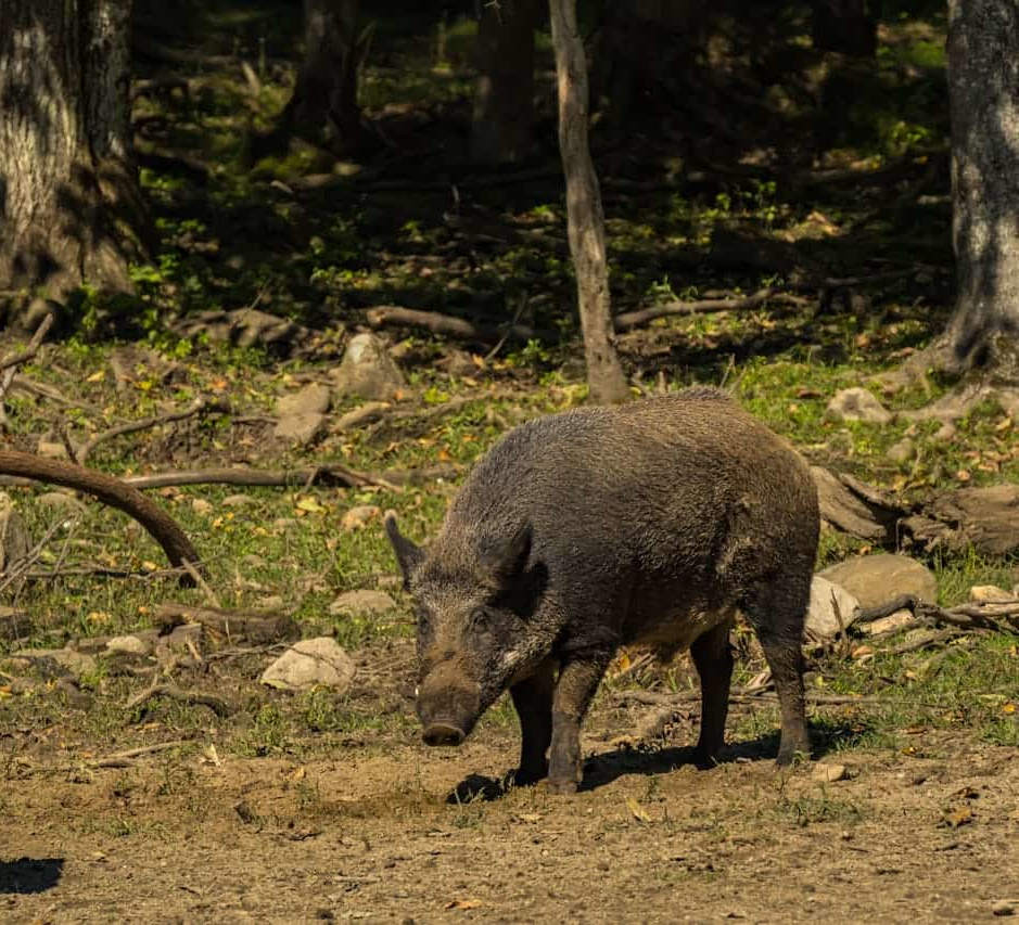 boar image