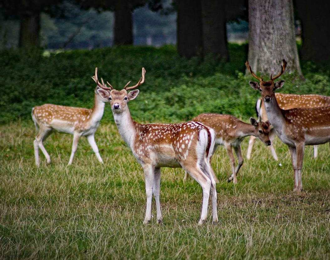 deer image
