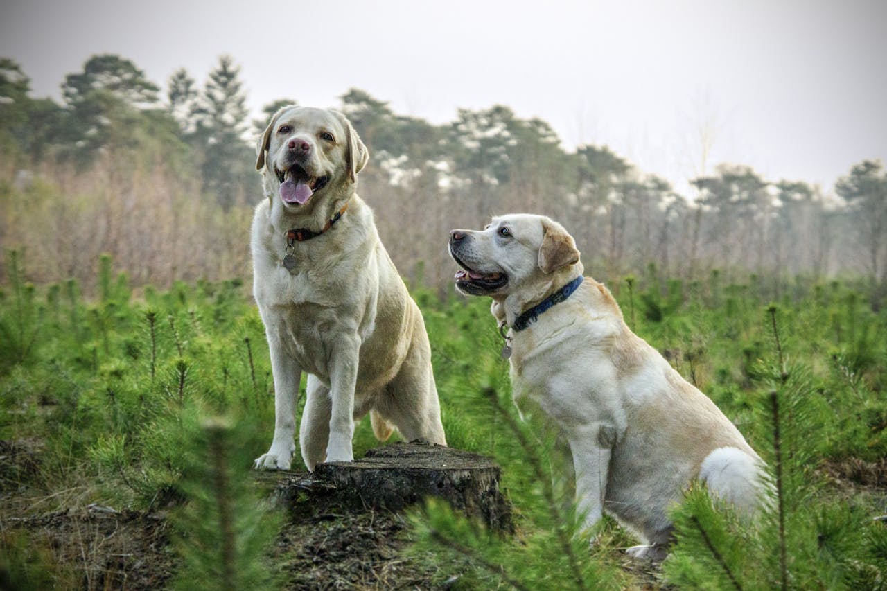 dog image