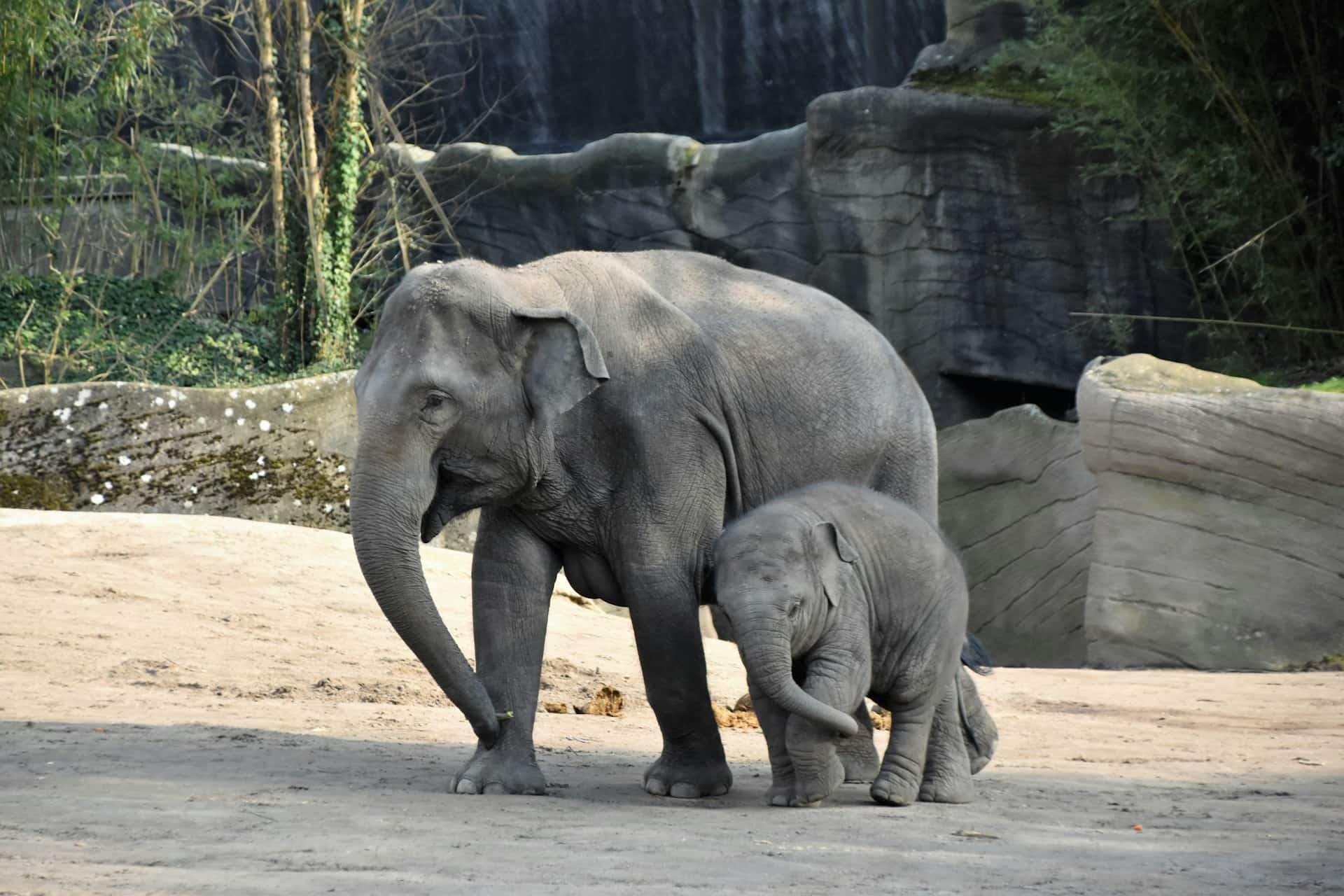 elephant image