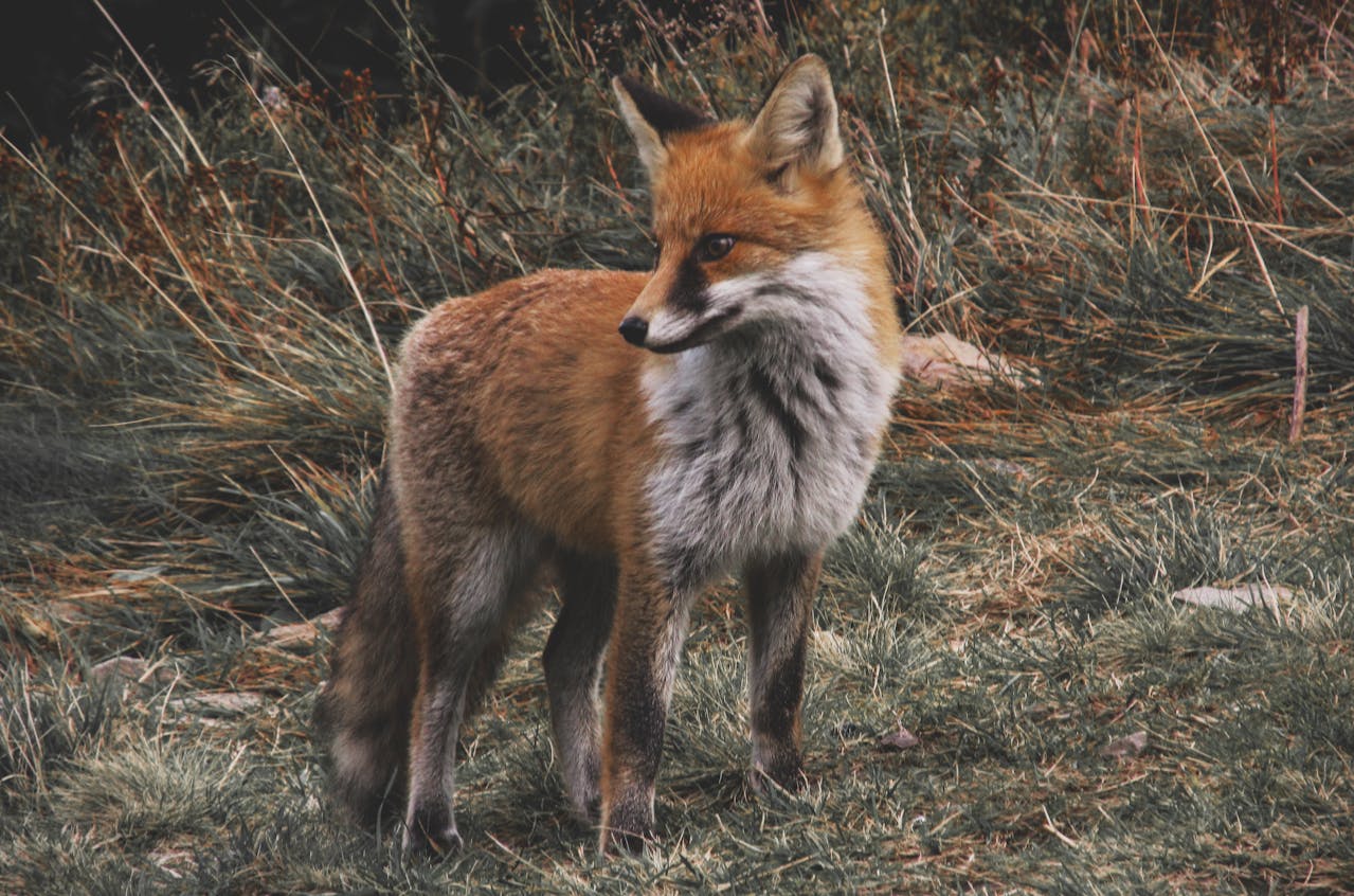 fox image