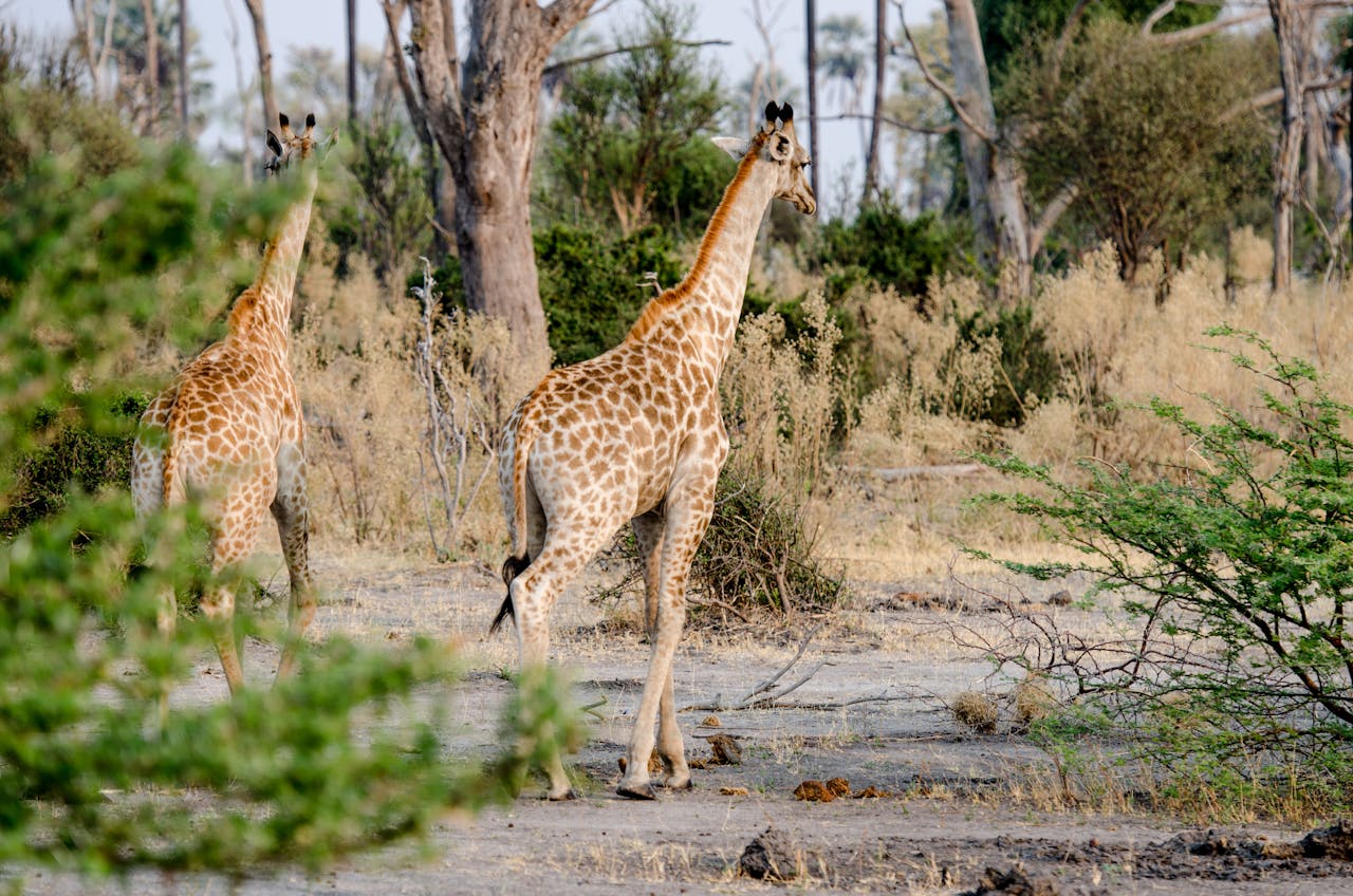 giraffe image
