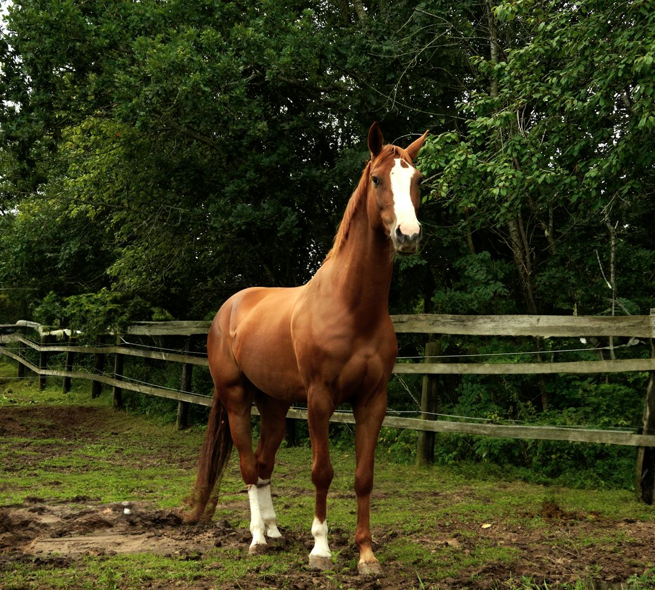 horse image