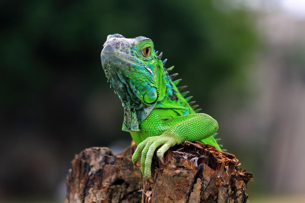 iguana image