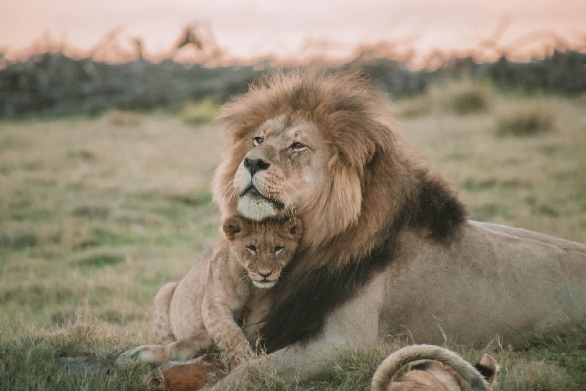 lion image