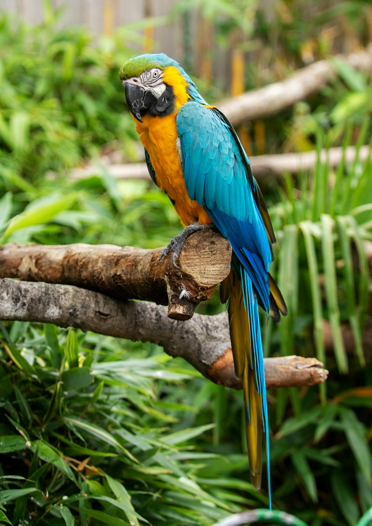 macaw image