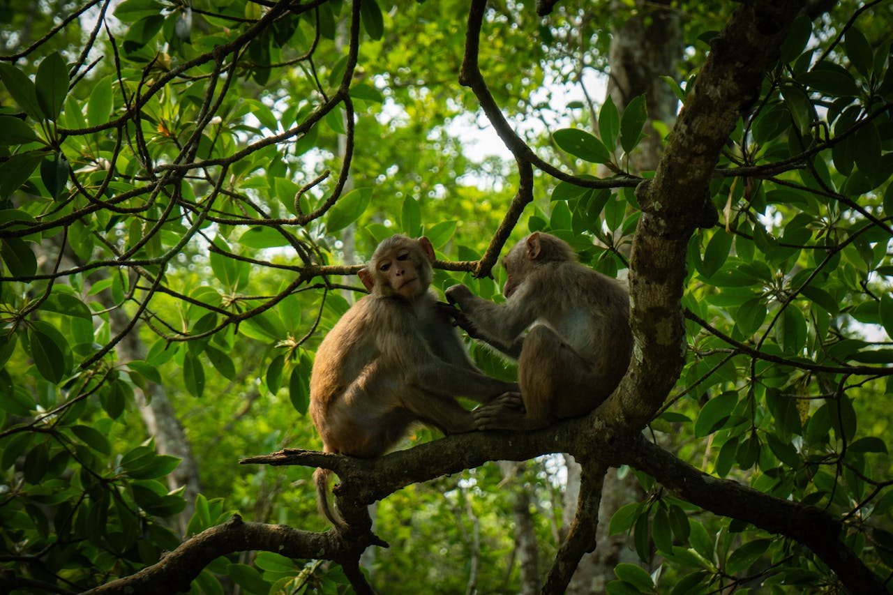 monkey image