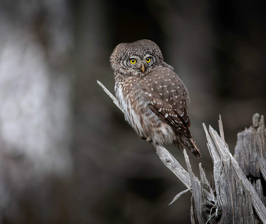 owl image