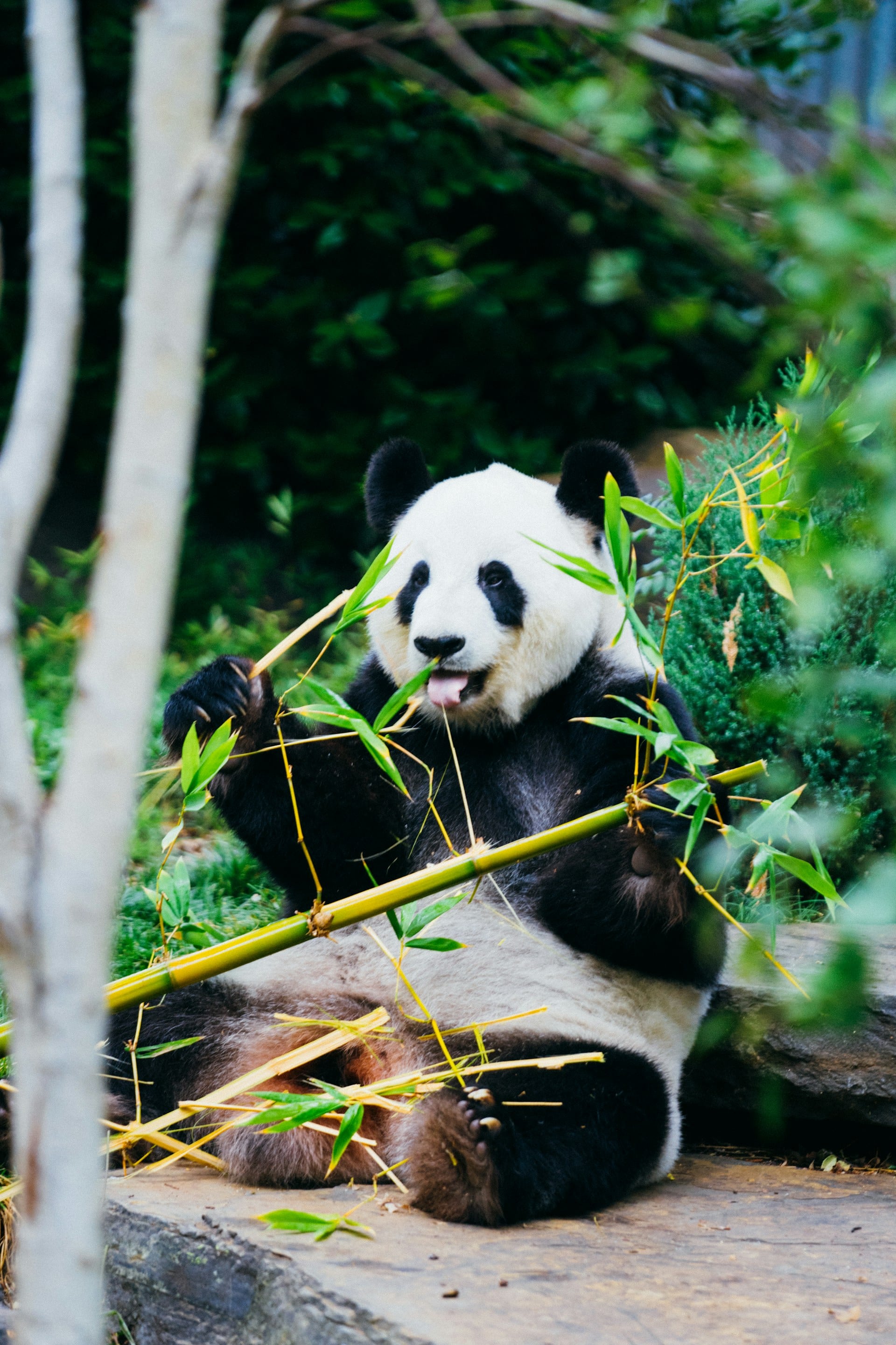 panda image