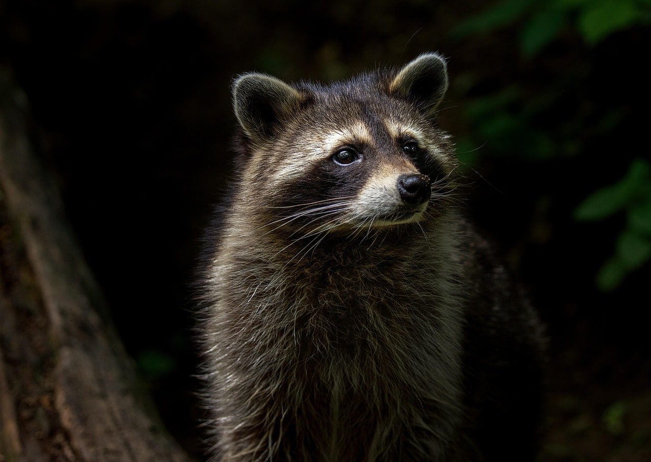 raccoon image