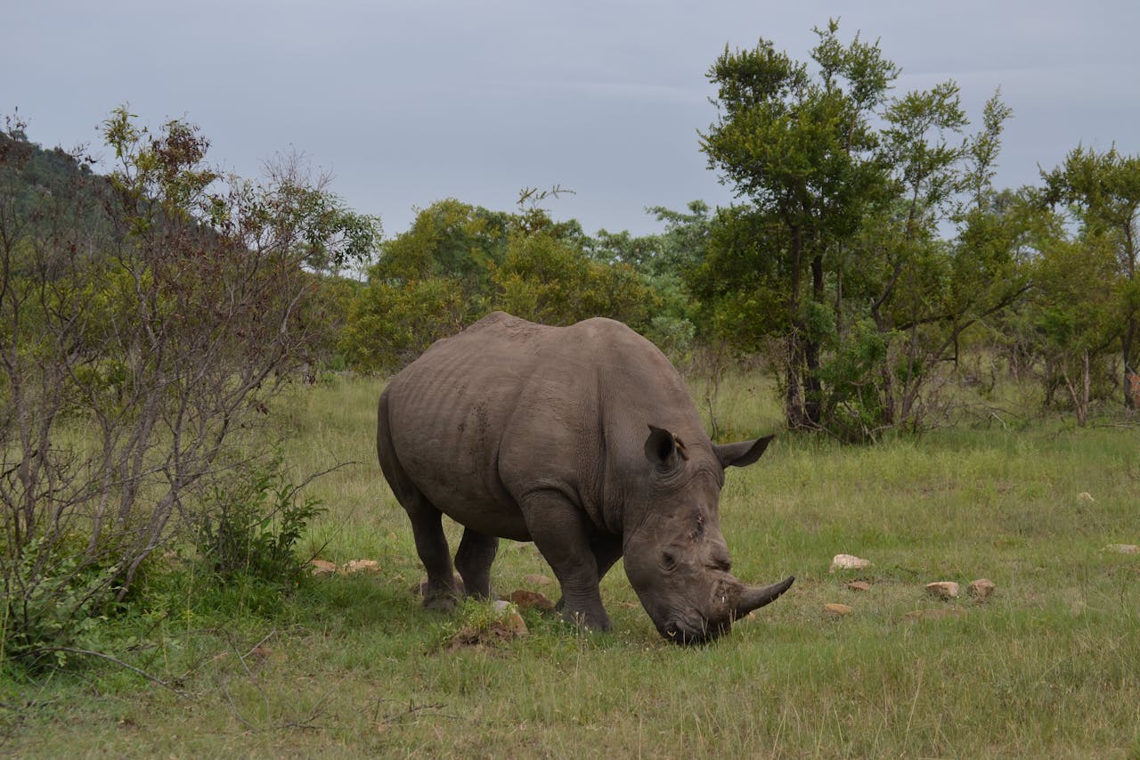 rhino image