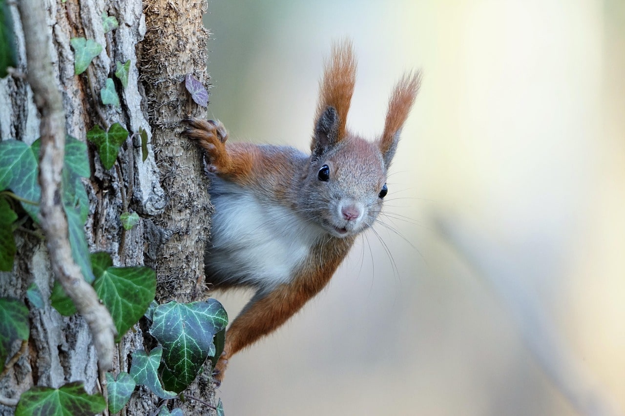 squirrel image