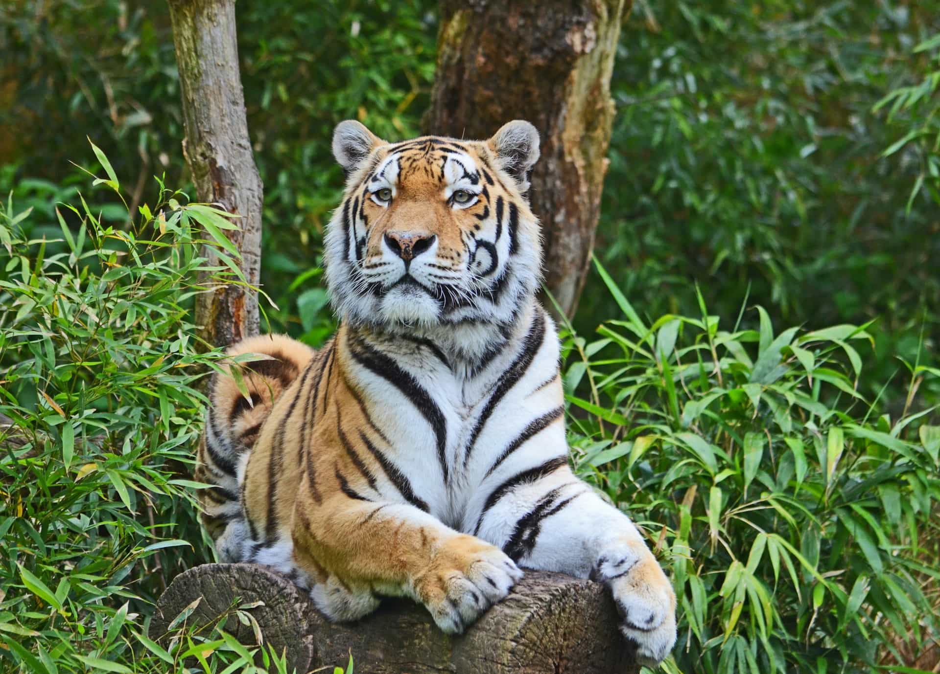 tiger image