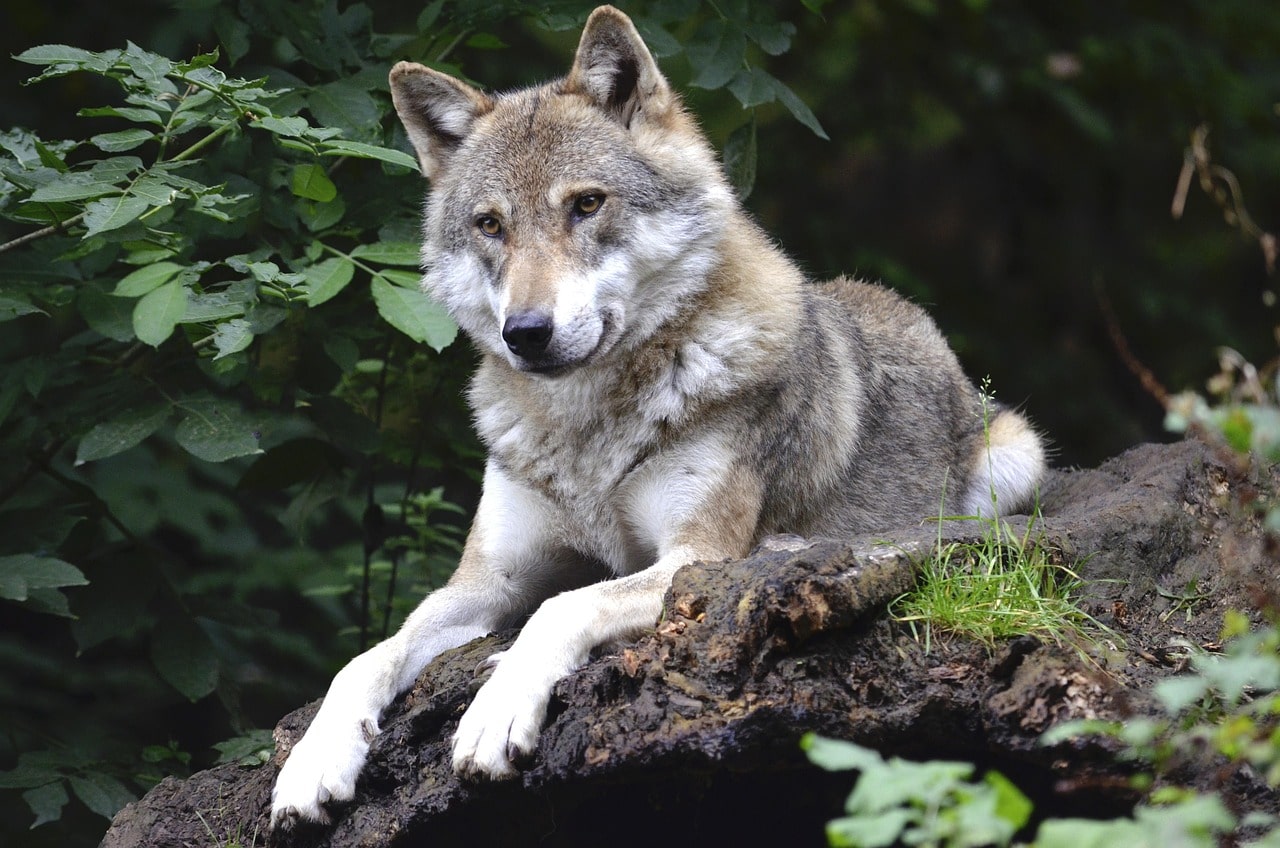 wolf image