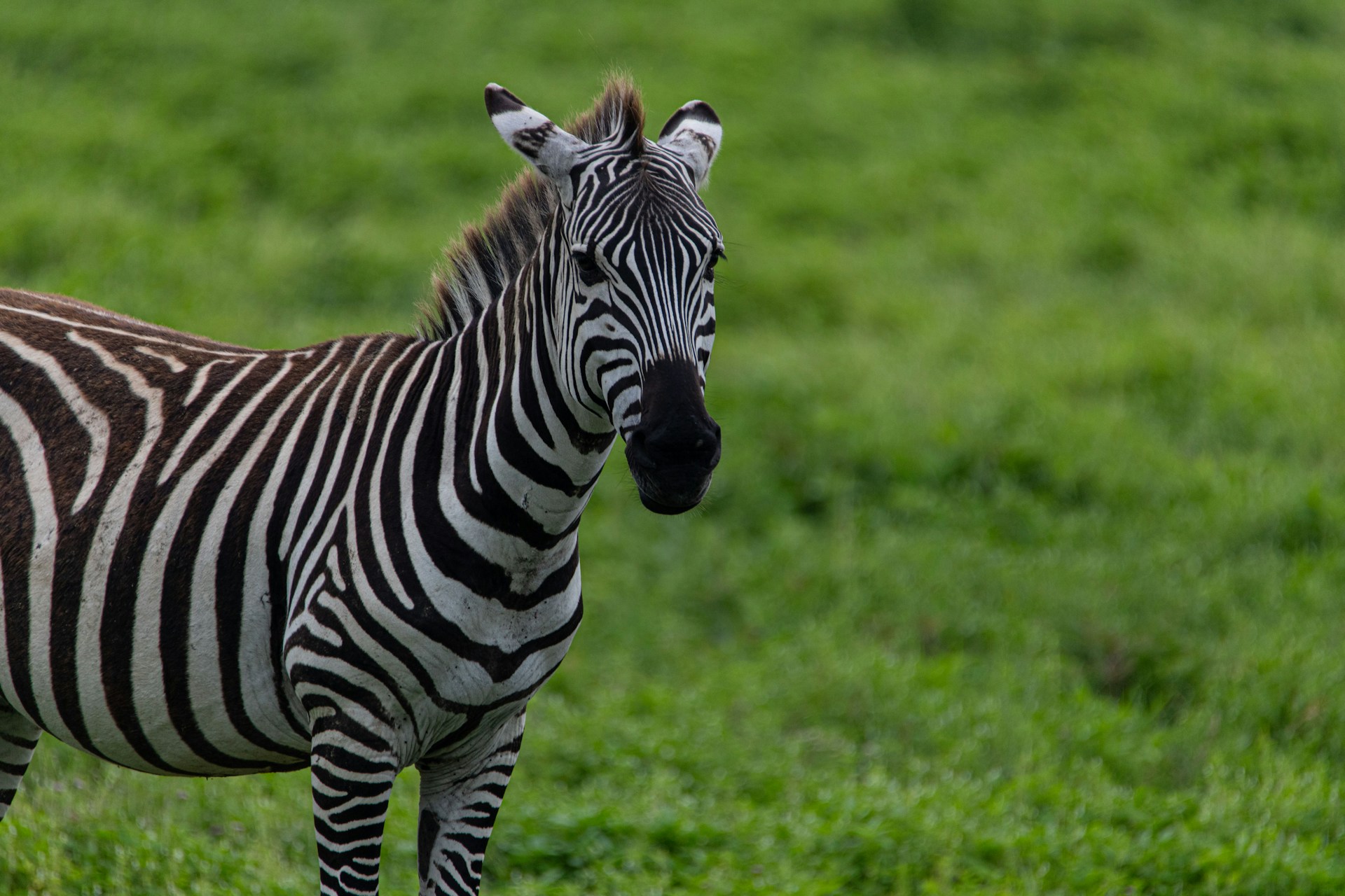 zebra image